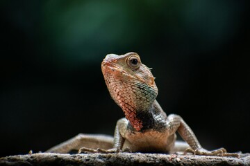 lizard on the tree colourful chameleon reptile © Nikhil