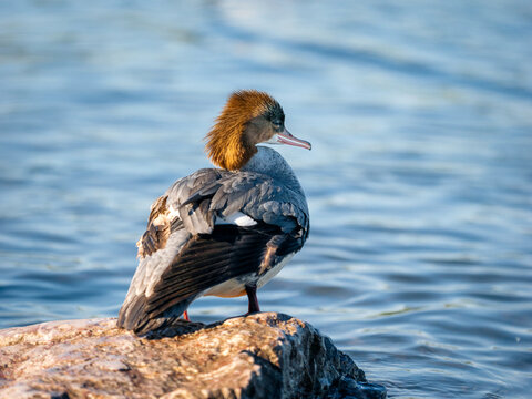 An adult female common merganser standing on a stone near the shore of a river