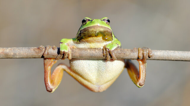 une rainette acrobate 
