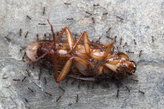 a dead cockroach surrounded by ants on the grey floor
