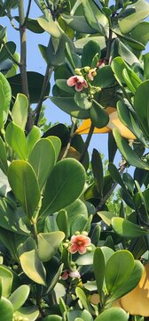 Pitch apple Clusia rosea plant with thick green leaves and flower. 