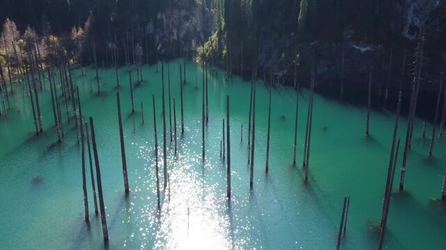 Low Aerial Flight Over Turquoise Lake With Sunken Trees. Kazakhstan, Kaindy Lake