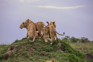 Rowdy Boys © George Erwin Turner