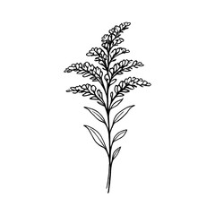 Obraz premium PNG Minimalist botanical line art illustration.
