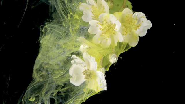 White blossom immersed in green ink, cinematic studio macro showing translucent pigment trails and soft swirling motion over black background, delicate petals