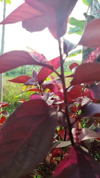 Vibrant Red Copperleaf Plant in Sunny Outdoor Garden