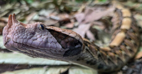 West African gaboon viper Bitis rhinoceros macro portrait © Mariusb