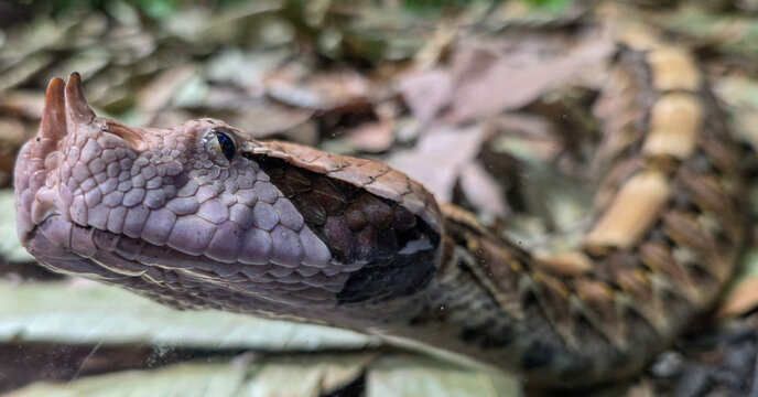 West African gaboon viper Bitis rhinoceros macro portrait