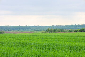 Obraz premium Scenic landscape with a bright green field in the foreground stretching towards a dense forest on the horizon. The calm rural scenery under a cloudy sky showcases the beauty of nature and fertile land