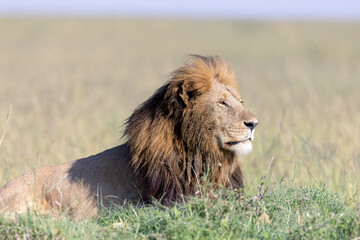 Royal Portrait © George Erwin Turner