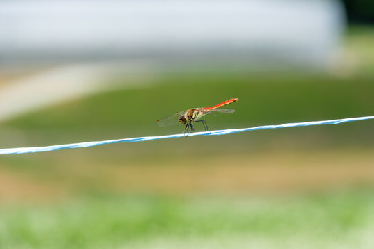 Close up of a red dragonfly perched on a blue string with a soft green background in autumn