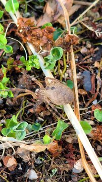 Vertical close up shot of a false wolf spider walking on the ground showing detailed movement and natural behavior in a macro wildlife scene