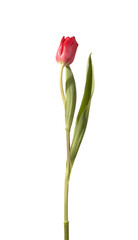 Fototapeta premium Single red tulip flower standing upright with green stem and leaves isolated white background. Minimal composition showing natural plant structure clearly. Botanical concept for simplicity
