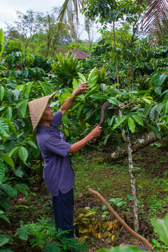 Farmer Harvesting Coffee Cherries in a Tropical Plantation