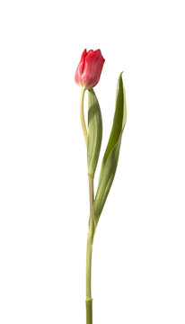 Single red tulip flower standing upright with green stem and leaves isolated white background. Minimal composition showing natural plant structure clearly. Botanical concept for simplicity