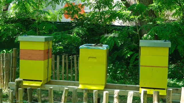 Three bright yellow wooden beehives in a green apiary garden
