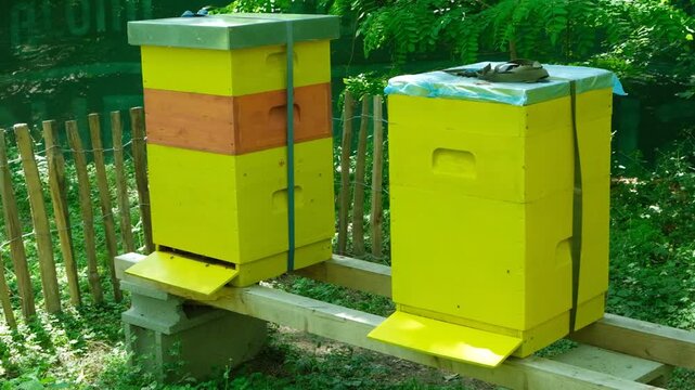Wooden yellow houses for bees, apiary in the forest.