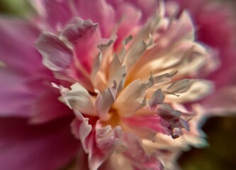 Fototapeta premium close up of pink flower