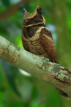 This year in Kaeng Krachan NP Thailand was more special than others because a bird that some claim has not be seen in this area for 30 years made an appearance: the Great Eared Nightjar.