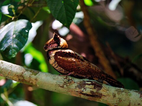This year in Kaeng Krachan NP Thailand was more special than others because a bird that some claim has not be seen in this area for 30 years made an appearance: the Great Eared Nightjar.