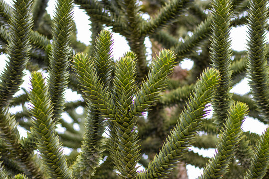 Affenbaum