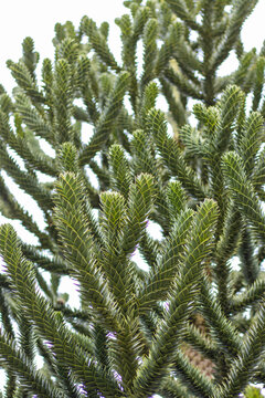 Affenbaum
