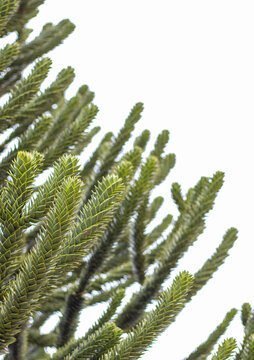 Affenbaum