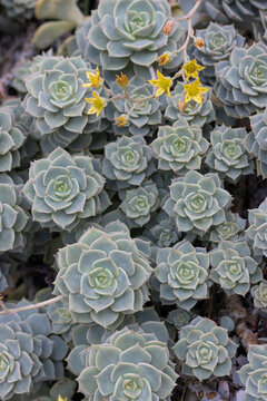 Sukkulente, Echeveria
