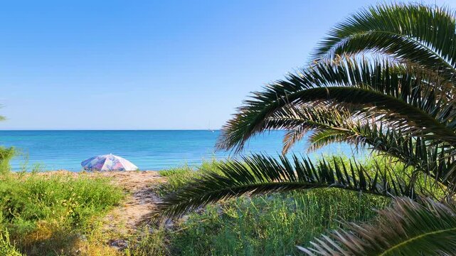 Beach parasol on a tropical beach with a palm tree in the foreground and calm ocean in the background creating a relaxed summer coastal scene