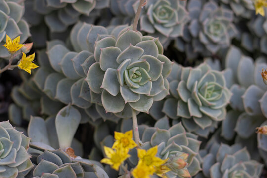 Sukkulente, Echeveria