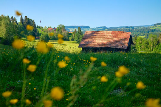 Rural countryside landscape with meadow flowers, forest and rolling green hills in summer