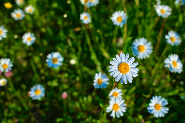 Fototapeta premium Rural countryside landscape with meadow flowers, forest and rolling green hills in summer