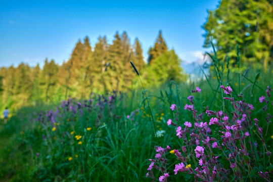Rural countryside landscape with meadow flowers, forest and rolling green hills in summer