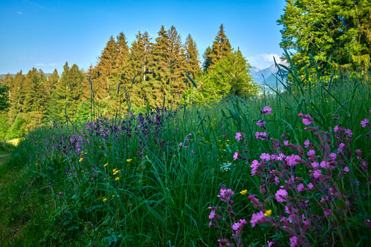 Rural countryside landscape with meadow flowers, forest and rolling green hills in summer