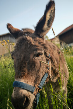 Curious Donkey Portrait in Meadow at Golden Hour on a Rural Farm