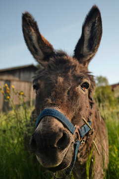 Curious Donkey Portrait in Meadow at Golden Hour on a Rural Farm