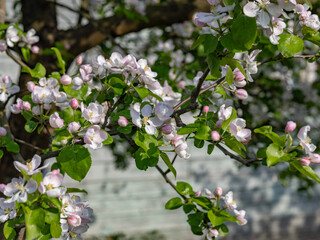 Fototapeta premium Delicate apple blossoms unfurl their soft pink and white petals in the gentle spring sunlight