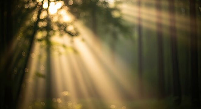 Sunlight filtering through forest trees creating beautiful light rays and bokeh effect.