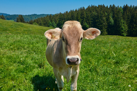 Curious Young Cow Calves on Alpine pasture in the Allgaeu Alps, Immenstadt, Bavaria, Germany