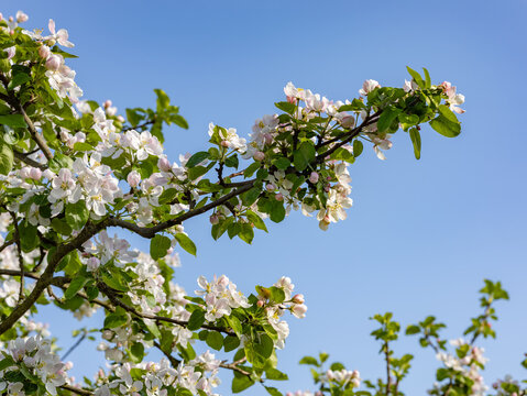 Delicate apple blossoms bloom against a clear blue sky in springtime