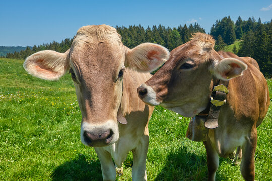 Curious Young Cow Calves on Alpine pasture in the Allgaeu Alps, Immenstadt, Bavaria, Germany