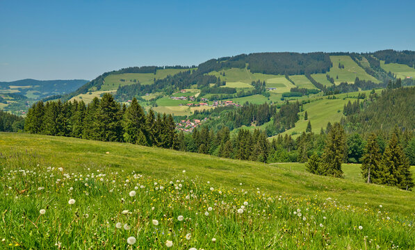 Rural countryside landscape with meadow flowers, barn , forest and rolling green hills in summer, Allgaeu Alps, Bavaria, Germany