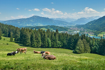 Young Cow Calves on Alpine Meadow in the Allgaeu Alps above Lake Alpsee, Immenstadt , Bavaria, Germany © Uwe