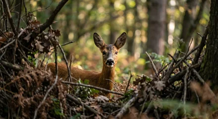Fototapeten Rehe A roe deer standing in a natural forest environment, looking directly at the camera  © Nirob