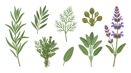 Fototapeta premium Set of hand drawn watercolor aromatic culinary herbs and spices.
