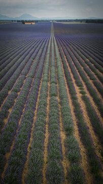 Aerial view of symmetrical rows of blooming lavender fields leading towards a stone farmhouse and distant mountains under a cloudy sky in Valensole, Provence-Alpes-Cote d'Azur, France.
