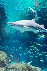 Obraz premium Fish in aquarium