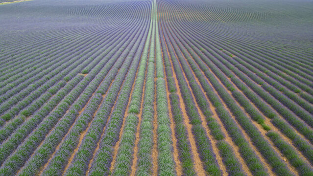 Aerial view of the symmetrical purple rows of the Valensole lavender field stretching across the rolling landscape in Valensole, Provence-Alpes-Cote d'Azur, France.