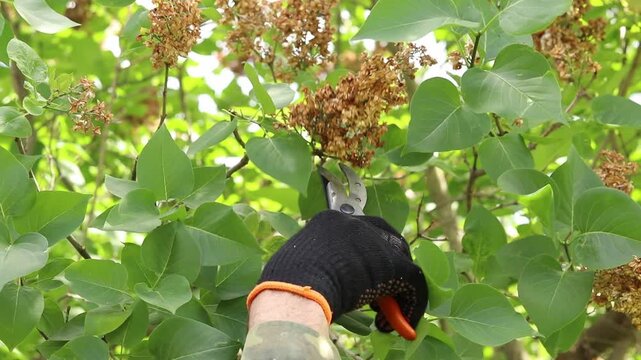 Gardener in black protective gloves cuts off faded lilac flowers with pruners. Garden care in spring or early summer. Pruning dry lilac in the garden close-up. Plant care process