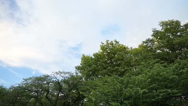 曇り空と樹木
